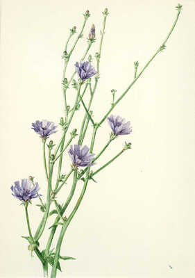 Шипиленко Александр Кузьмич. Лот из шести листов с рисунками цветов: ирис болотный; сивец луговой; клевер ползучий; цикорий; горечавка легочная; колокольчик